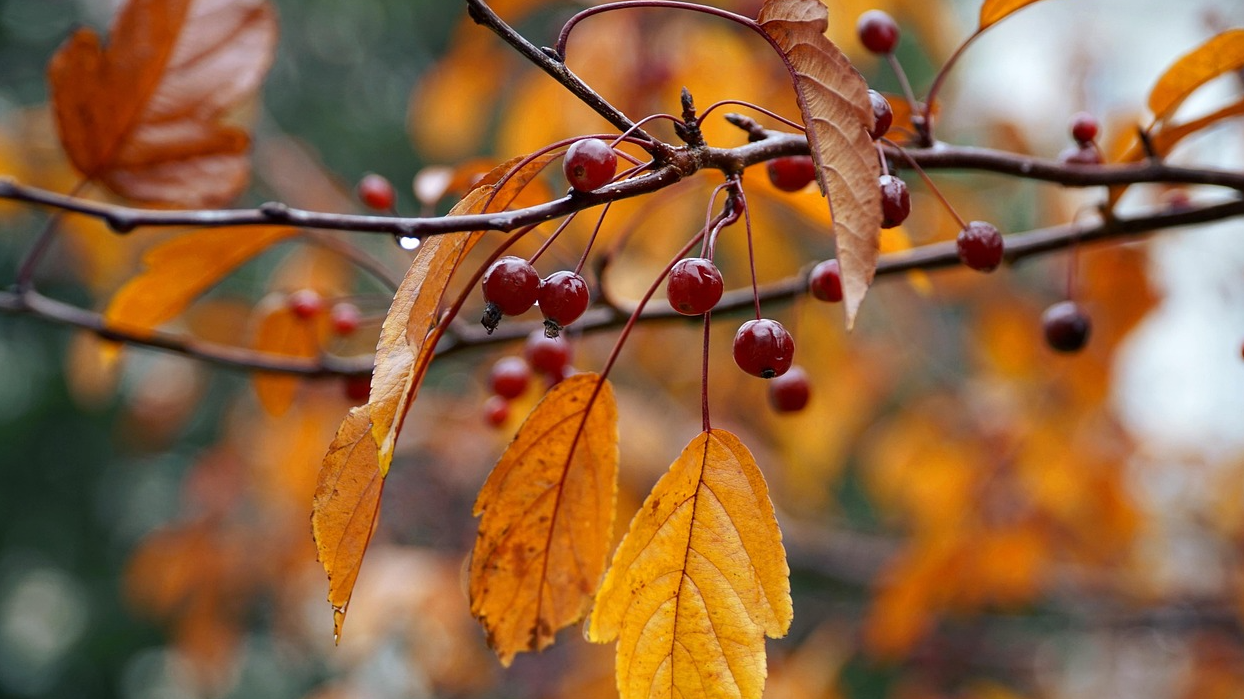 cerezas|GRÁFICO 6